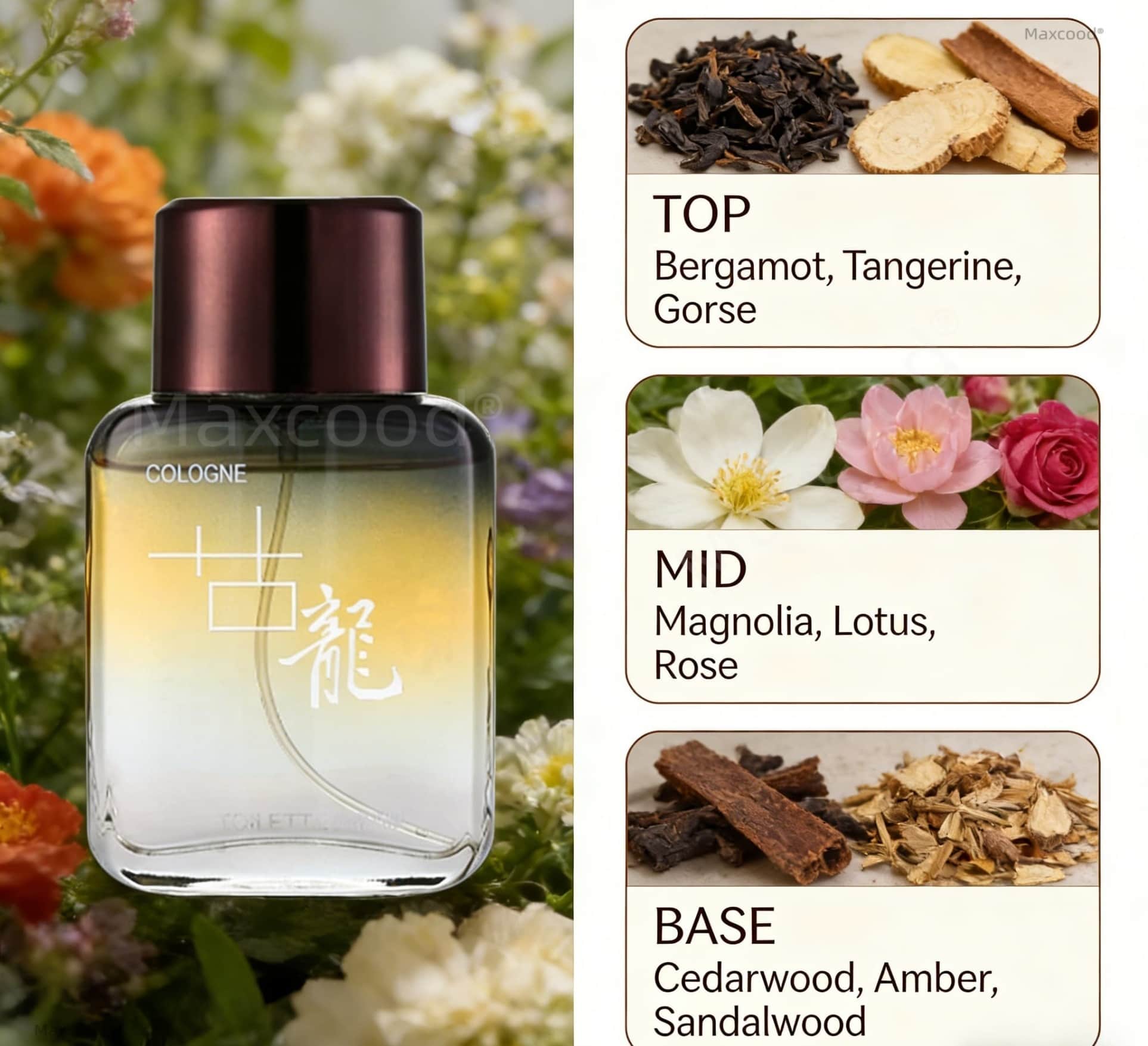Maxcood A Citrus Men Cologne P - Fragrance Cologne And Perfume recension och pris